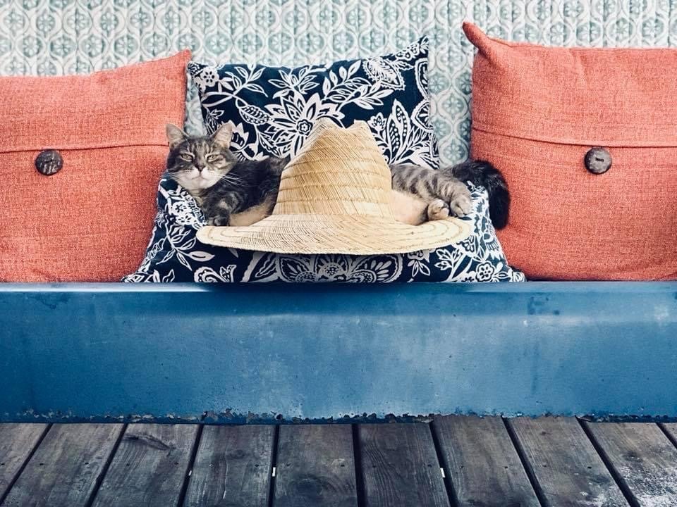 Farmasea+-+08B2D82F-4D24-4F38-93B0-2F3DFD0F1251 A relaxed cat lounging on decorative pillows with a straw hat, set against a patterned wall and wooden floor, creating a cozy and inviting atmosphere.