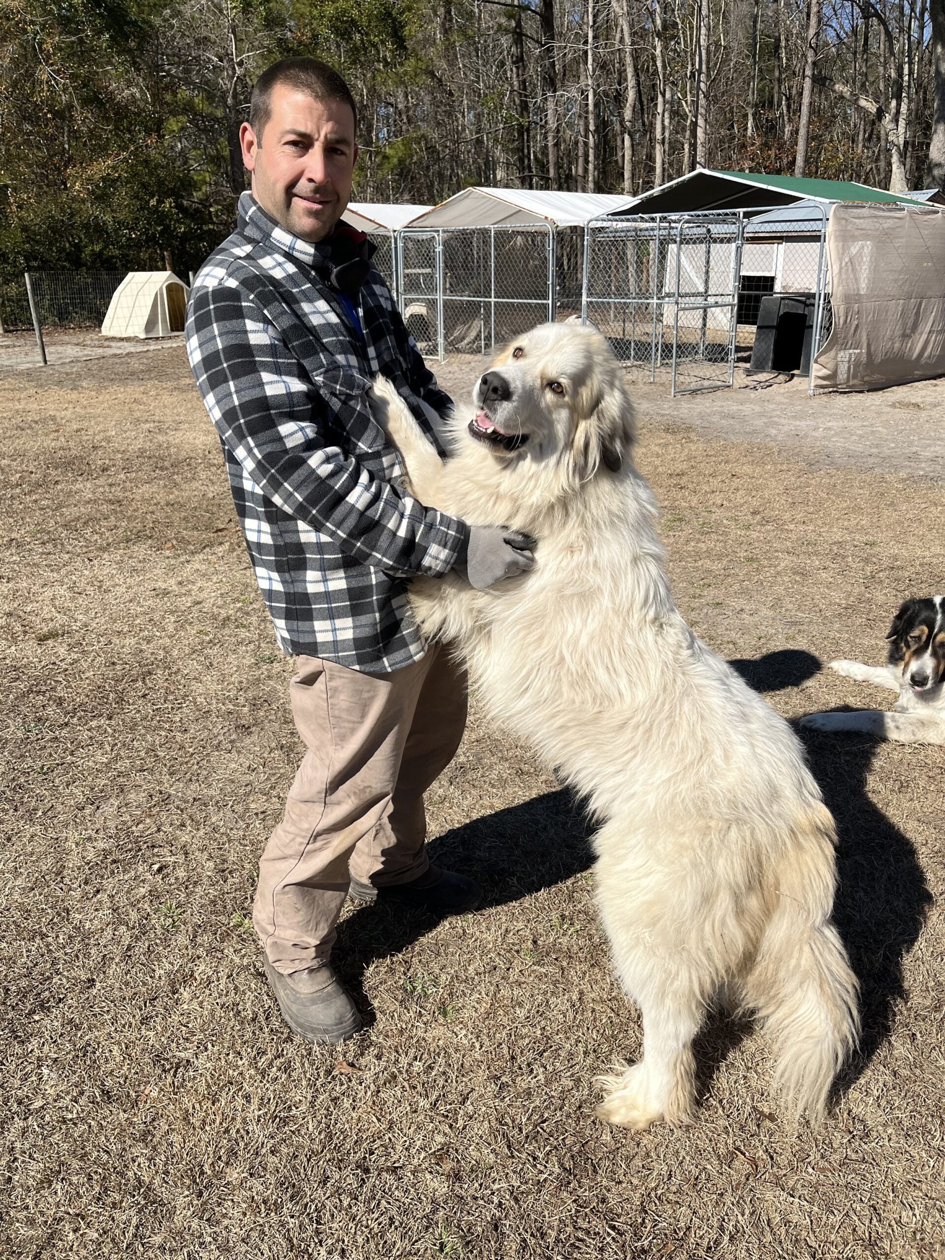 Farmasea+North+Carolina+-+2FA55AB6-E7E5-4817-8611-1C3E85565BA4 Man in a plaid shirt holding a friendly Great Pyrenees dog in a sunny outdoor setting, with dog kennels and trees in the background. The scene captures a joyful interaction between the man and the dog on a grassy area.