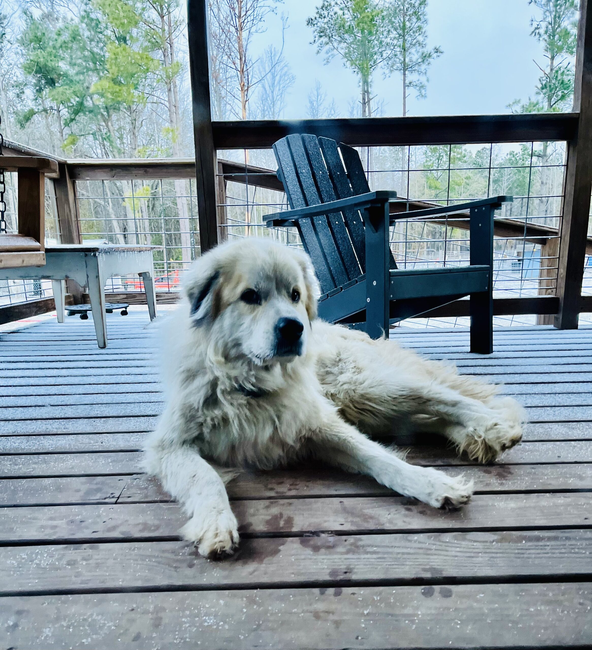 Farmasea+North+Carolina+-+43185F59-9C7E-4102-921C-B734B8892AC1 Fluffy white dog relaxing on a wooden deck surrounded by trees, with a black Adirondack chair in the background.