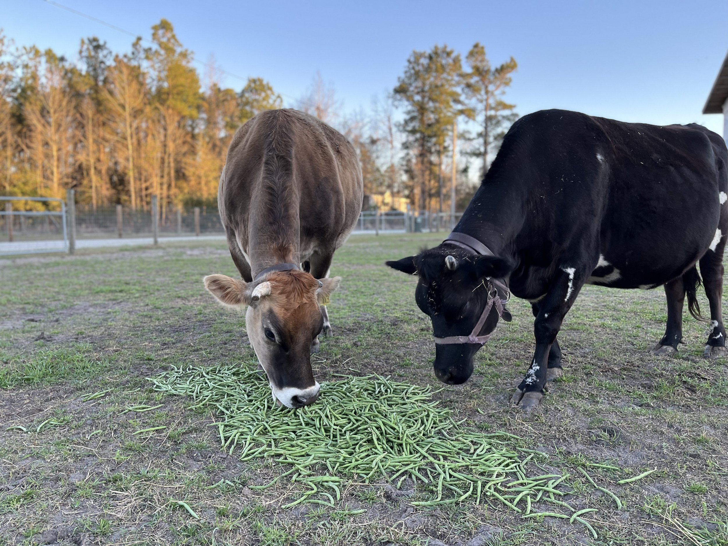 Farmasea+North+Carolina+-+4B749242-79CD-499A-911B-F300CE912763 Two cows, a brown Jersey and a black-and-white Holstein, grazing on a pile of green beans in a grassy field with trees in the background.