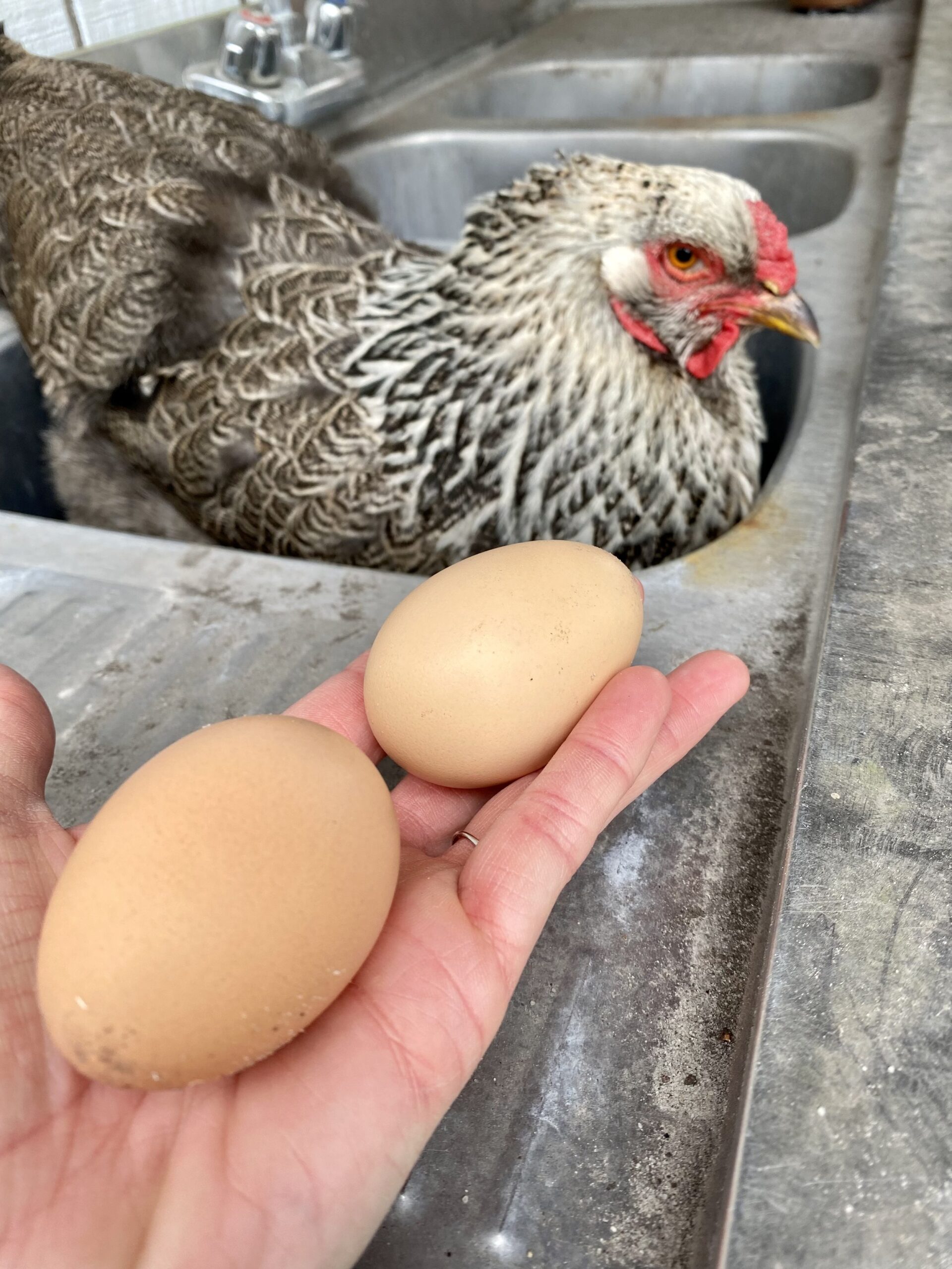 Hand holding two brown eggs with a chicken in a sink in the background, showcasing backyard farming and egg production.