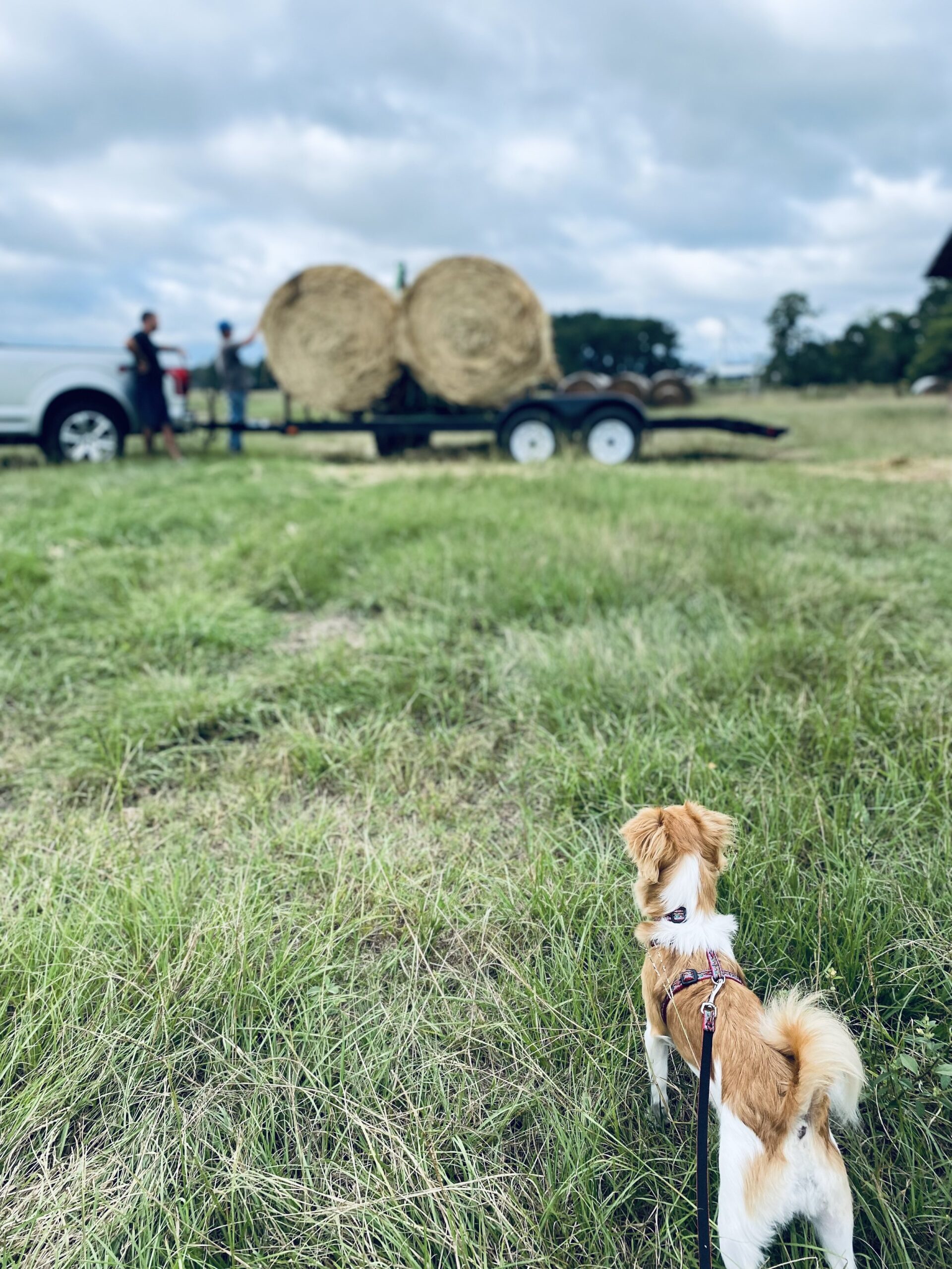 Farmasea+North+Carolina+-+93E49238-7D24-4C9D-8AD6-44A4CFE0AADD A small dog on a leash stands in a grassy field, looking towards a trailer loaded with large hay bales and two people working nearby under a cloudy sky.