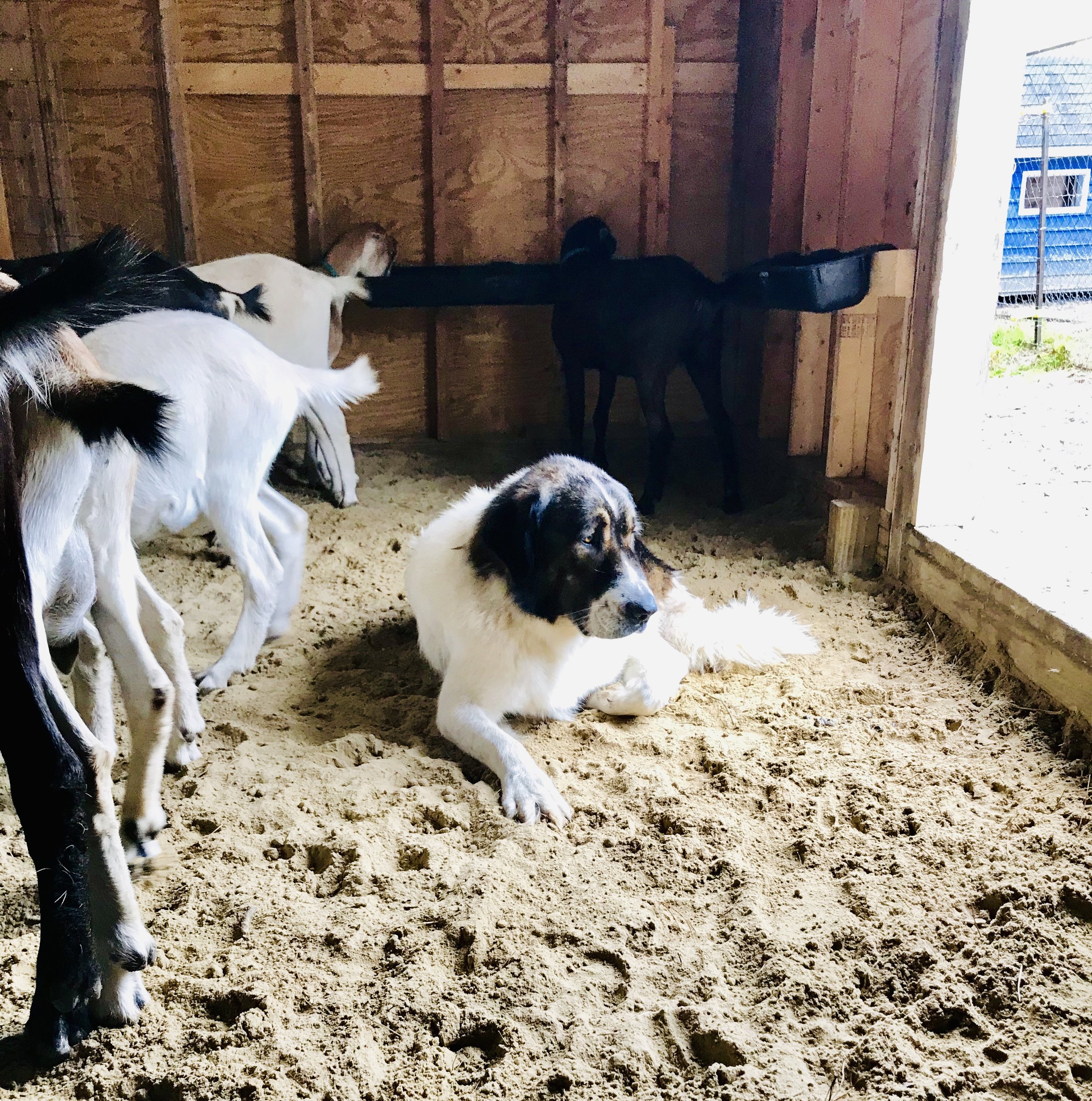 Farmasea+North+Carolina+-+9BAFD81B-8473-43D4-A28B-59EAFE54C7A9 A large white and brown dog lying on sandy ground inside a barn, surrounded by goats. The dog appears calm and relaxed while several goats are moving around in the background. Natural light is coming from an open doorway, illuminating the scene.