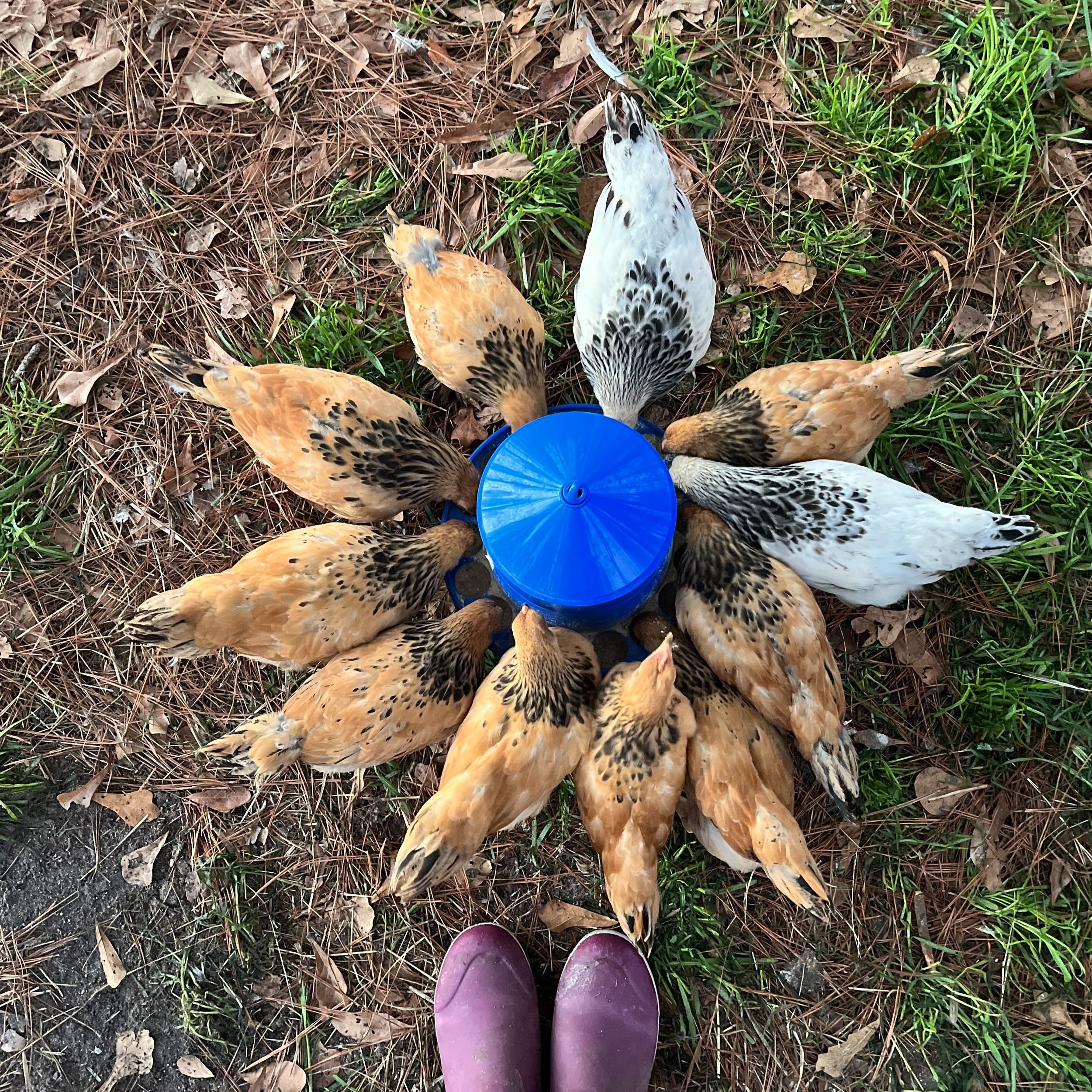 Aerial view of chickens gathered around a blue water feeder on grass and pine needles, with a pair of purple rubber boots visible at the bottom.