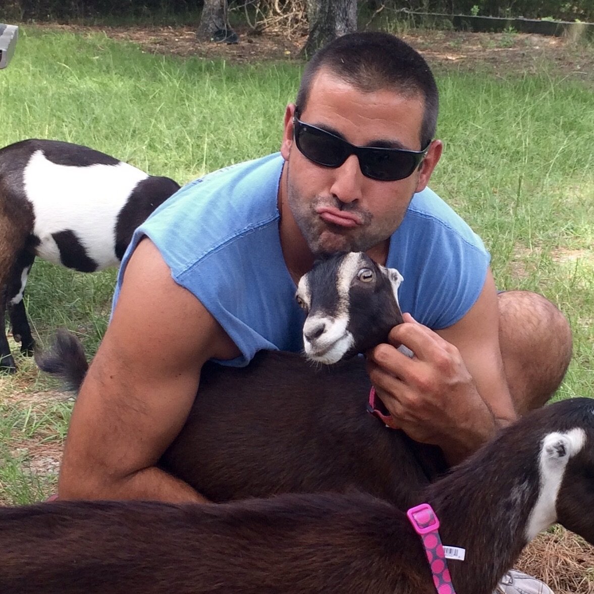 IMG_0020+2 Man with sunglasses playfully posing with a brown goat in a grassy outdoor setting, surrounded by other goats. The man is making a silly face while holding the goat close, showcasing a lighthearted moment in a farm environment.