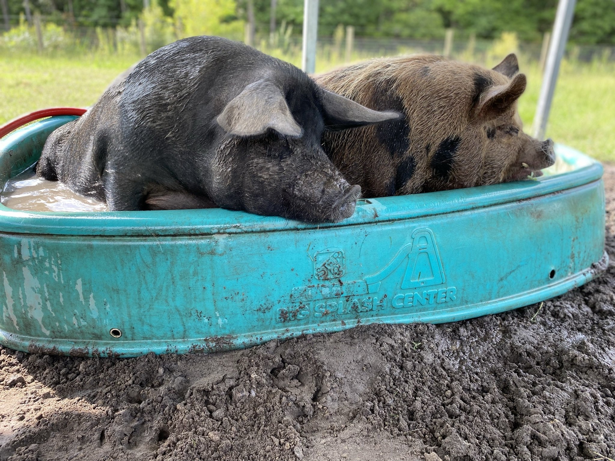 Two pigs relaxing in a turquoise kiddie pool filled with muddy water, surrounded by a grassy area and trees in the background.